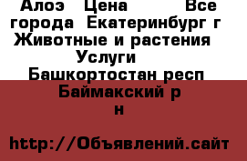 Алоэ › Цена ­ 150 - Все города, Екатеринбург г. Животные и растения » Услуги   . Башкортостан респ.,Баймакский р-н